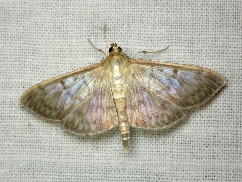 Pleuroptya ruralis (Scopoli, 1763)